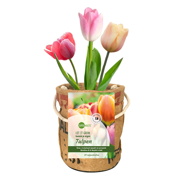 Zuchttopf mit 25 Tulpenzwiebeln